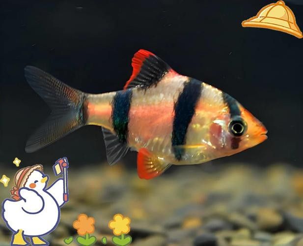 銀龍魚和虎皮魚可以混養嗎圖片大全
