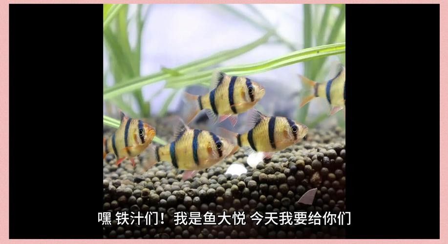 銀龍魚和虎皮魚可以混養嗎圖片大全