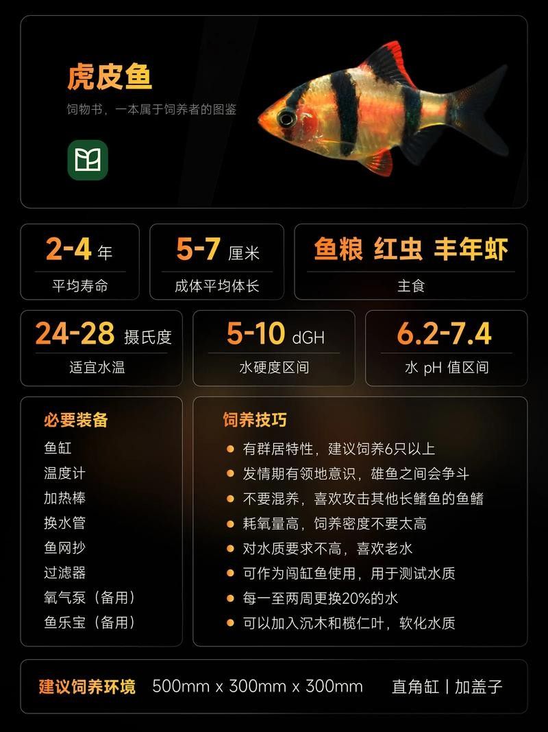 銀龍魚和虎皮魚可以混養嗎圖片大全