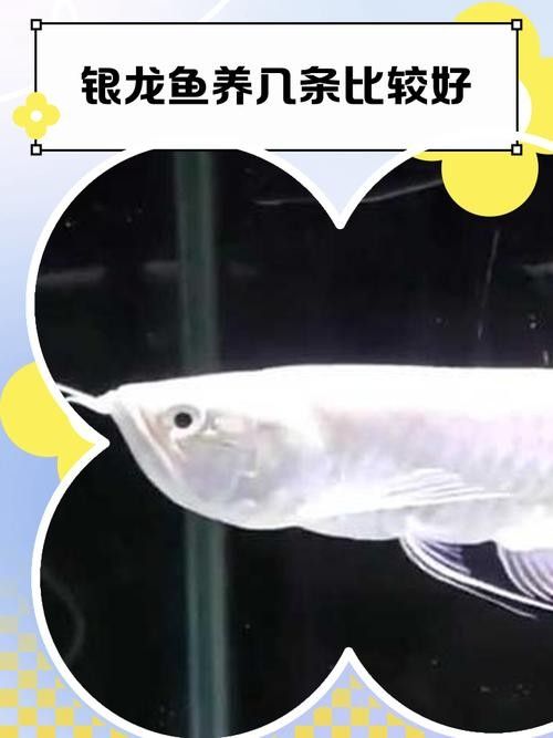 銀龍魚和虎皮魚可以混養嗎圖片大全