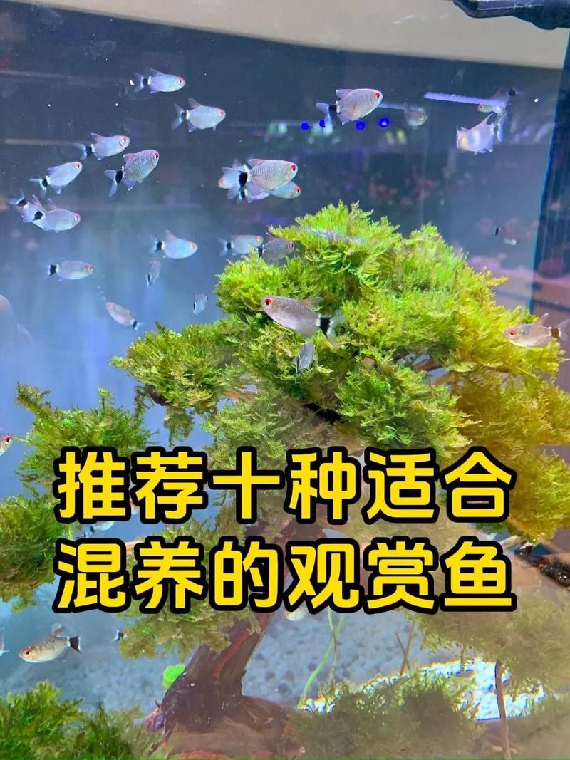 銀龍魚和虎皮魚可以混養嗎圖片大全