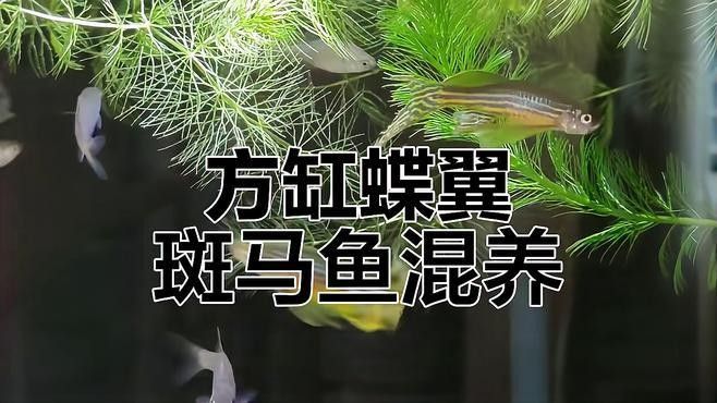 銀龍魚和虎皮魚可以混養嗎圖片大全