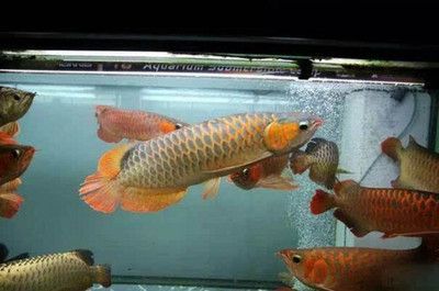 混養龍魚怎么才不打架：混養龍魚之間的打斗策略，避免龍魚打架的關鍵因素