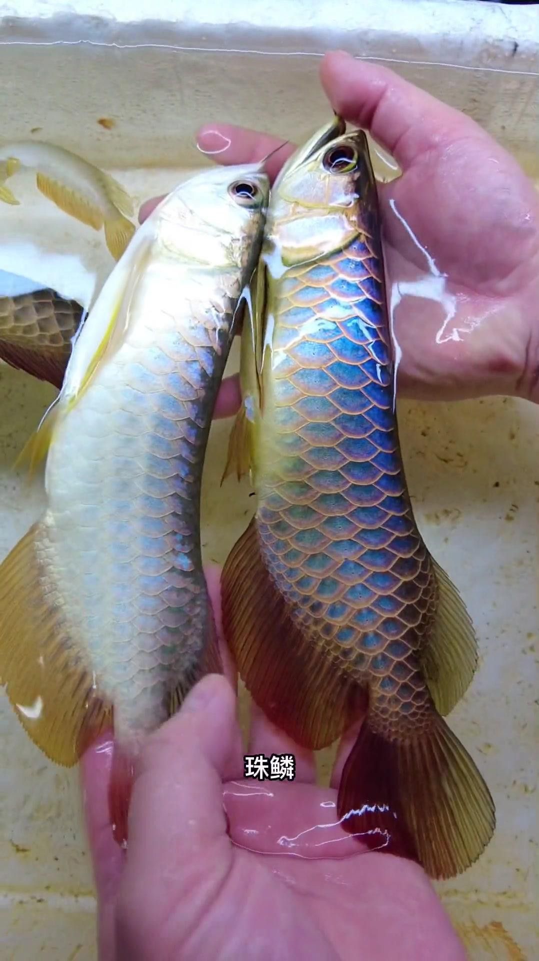 有哪些著名的過背金龍魚鰭形品種？