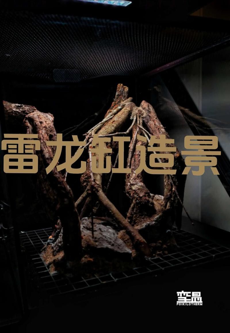 小型雷龍魚缸造景圖片