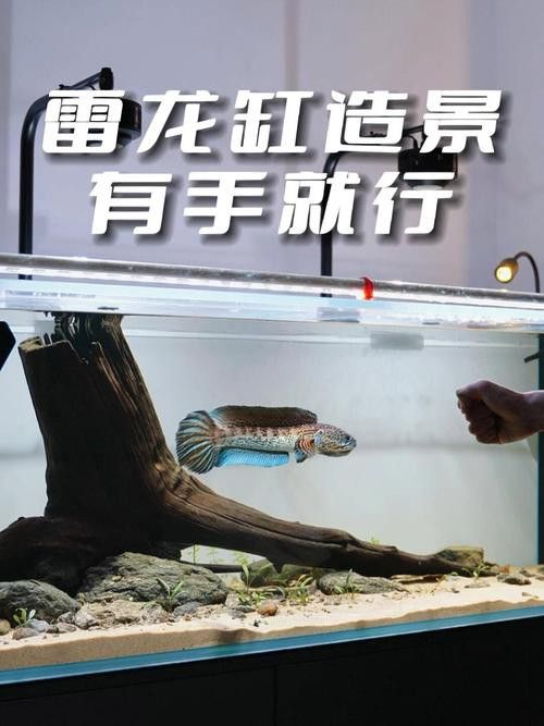 小型雷龍魚缸造景圖片