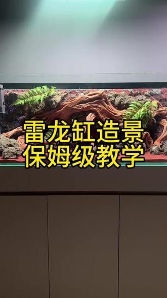 小型雷龍魚缸造景圖片