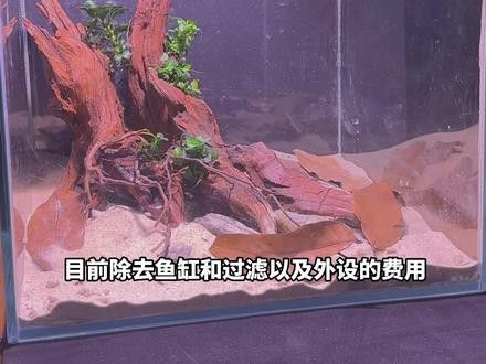 小型雷龍魚缸造景圖片