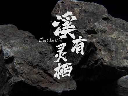 小型雷龍魚缸造景圖片