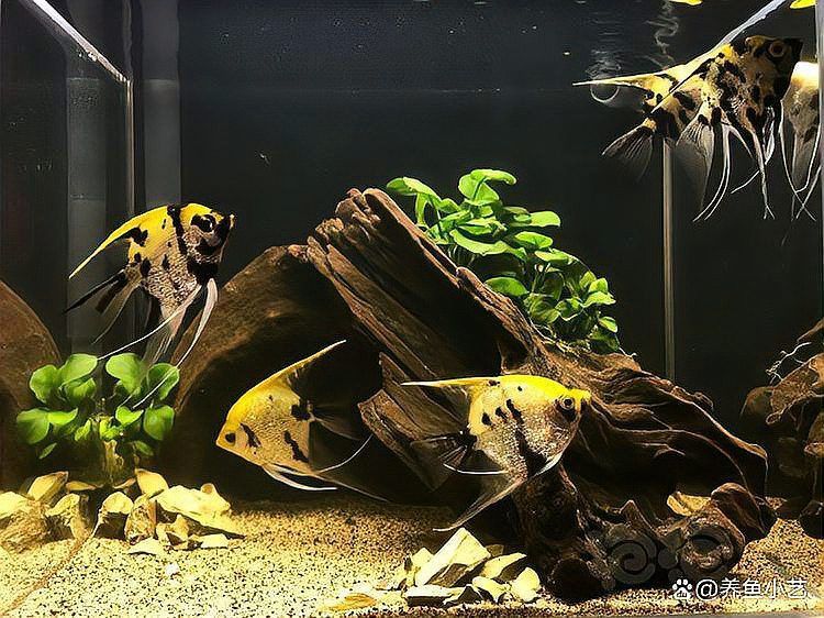 小型雷龍魚缸造景圖片