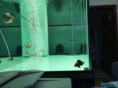 金龍魚的缸一般要多大容量（關(guān)于金龍魚魚缸容量的一些詳細(xì)信息）