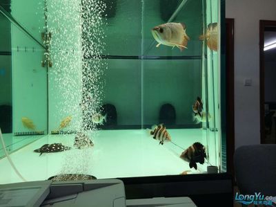 金龍魚的缸一般要多大容量（關(guān)于金龍魚魚缸容量的一些詳細(xì)信息）