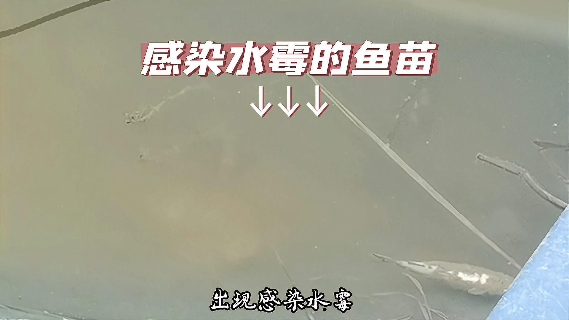 龍魚(yú)身上鱗片發(fā)白怎么辦 龍魚(yú)身上鱗片發(fā)白怎么辦 龍魚(yú)百科 第2張
