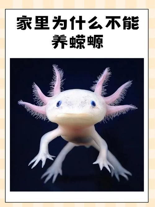 小火龍魚能和什么魚混養一起養魚