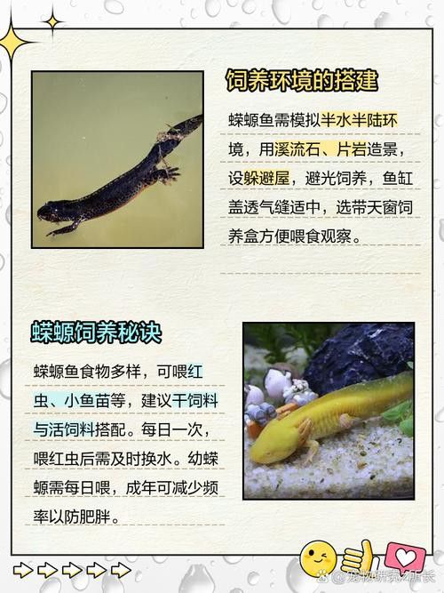 小火龍魚能和什么魚混養一起養魚
