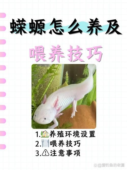 小火龍魚能和什么魚混養一起養魚