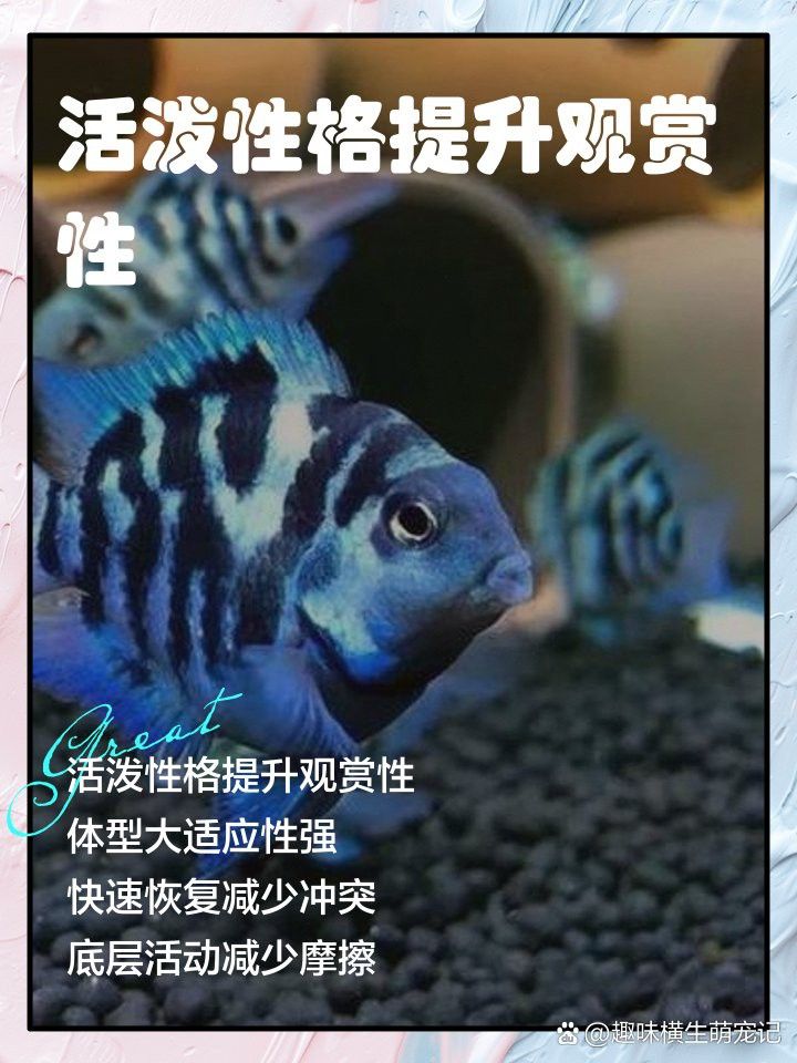 小火龍魚能和什么魚混養一起養魚