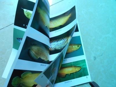 龍魚的生物學特性有哪些：龍魚的生物學特性
