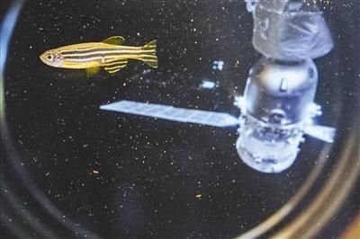 龍魚的生物學特性有哪些：龍魚的生物學特性