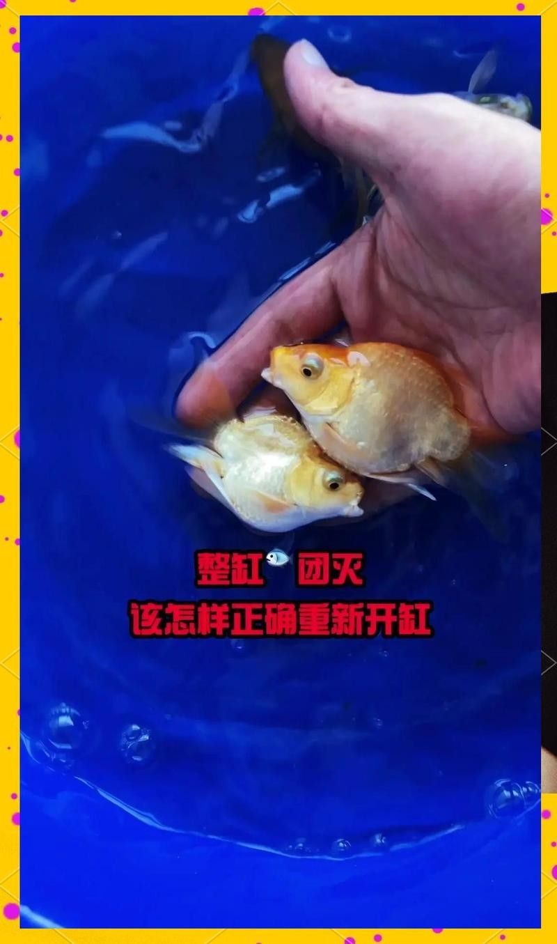 龍魚死亡后多久可以再次養魚？