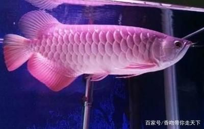 龍魚全身長白點是什么魚：龍魚全身長白點是一種常見魚類疾病，龍魚白點病的隔離措施