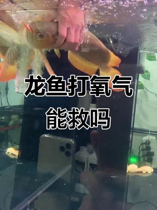 龍魚麻醉運(yùn)輸