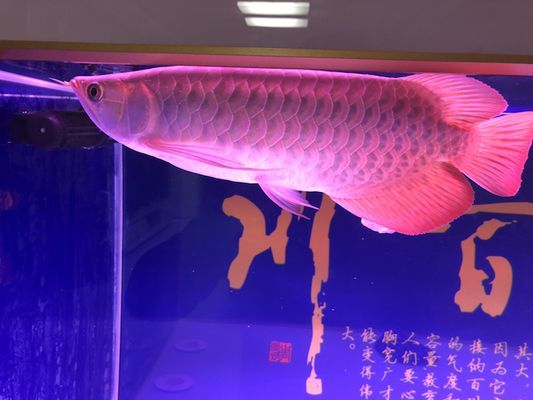 如何判斷龍魚是否缺乏維生素C：如何判斷龍魚是否缺乏維生素c