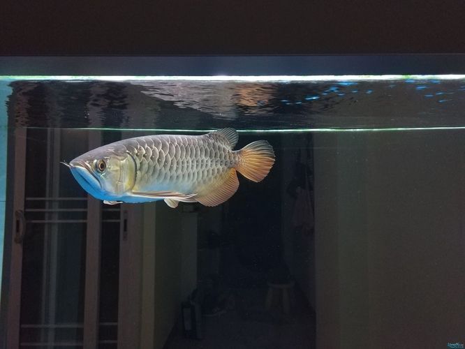 如何判斷龍魚是否缺乏維生素C：如何判斷龍魚是否缺乏維生素c