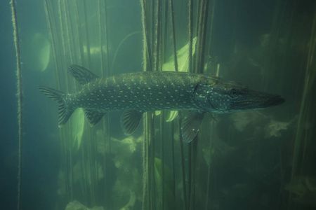 金龍魚生活在哪里【金龍魚一種常見的生活在水中分布規律】