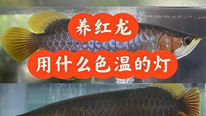 金紅龍魚專用燈
