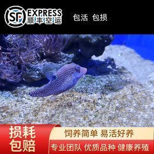 龍魚怎么打包郵寄的：打包郵寄龍魚前的健康檢查要點和注意事項和注意事項