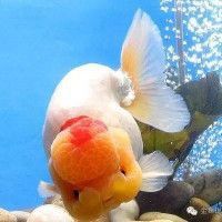金魚種類名字帶龍的