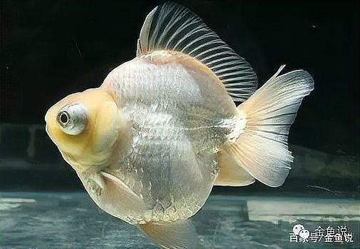 金魚種類名字帶龍的