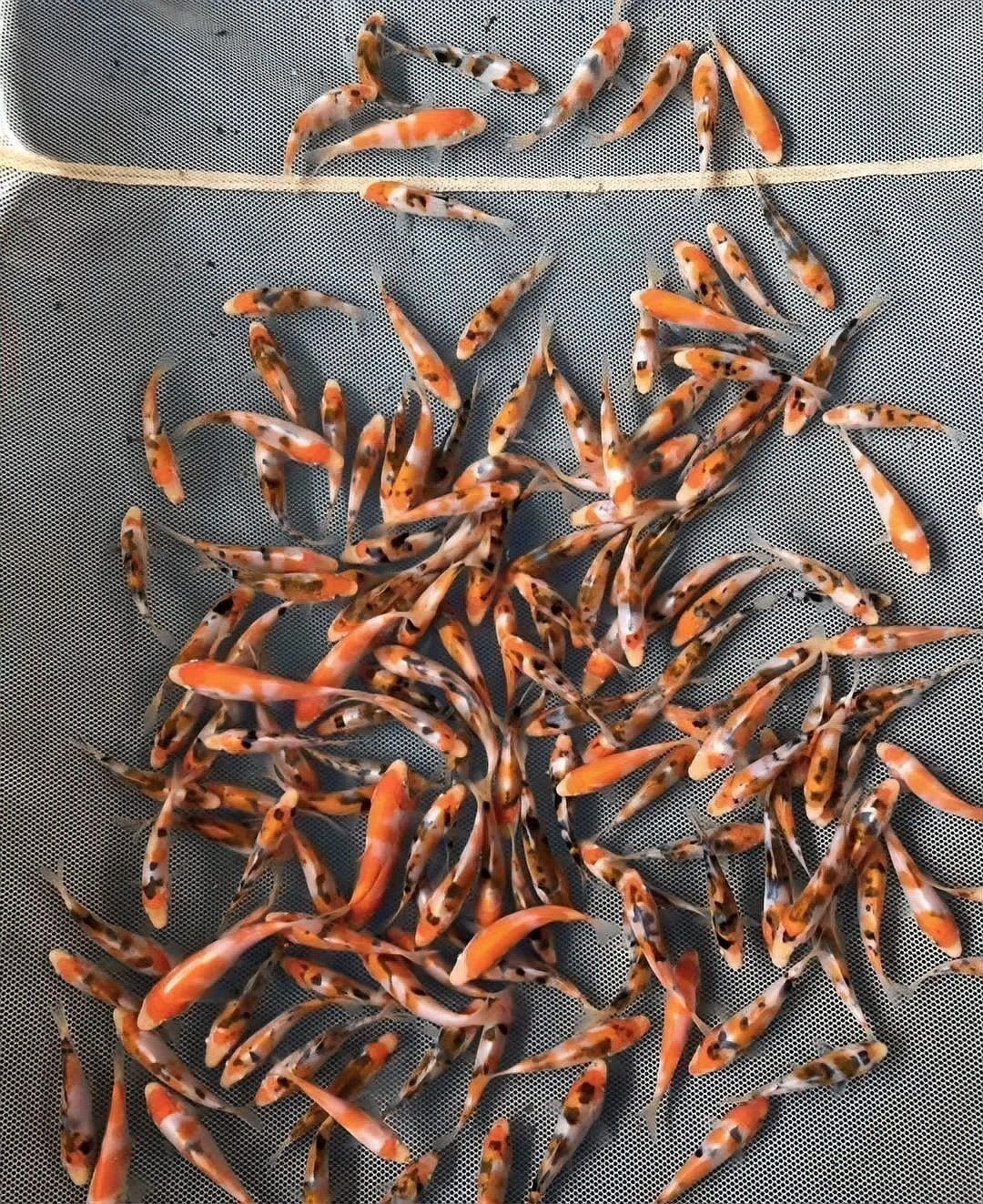 錦鯉一年產(chǎn)幾次卵