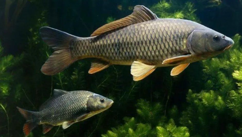 錦鯉一年產(chǎn)幾次卵