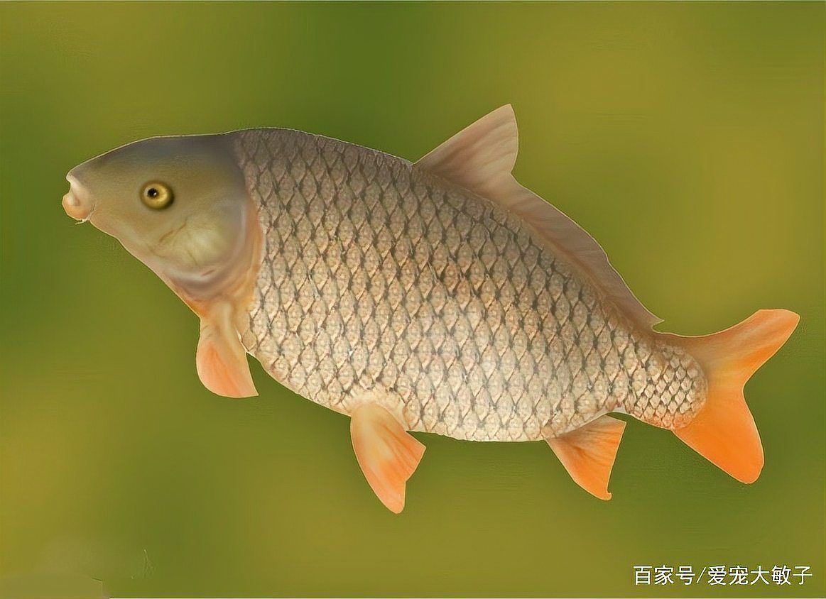 錦鯉一年產(chǎn)幾次卵