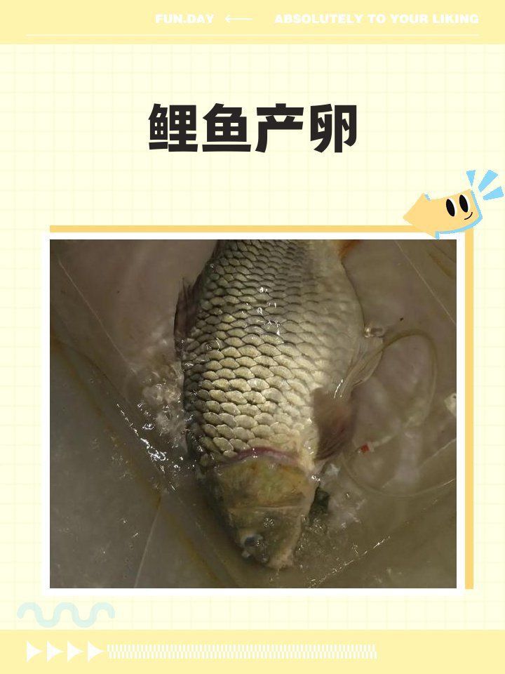 錦鯉一年產(chǎn)幾次卵