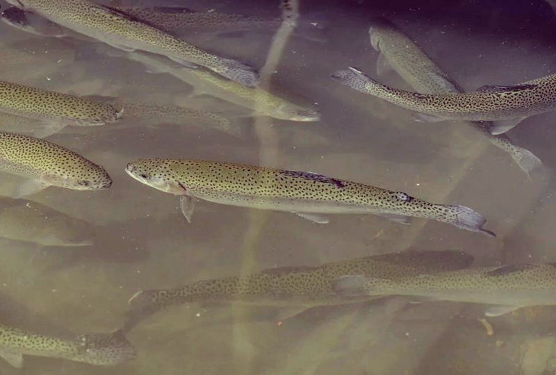 哪些藥物對特定魚種禁用 哪些藥物對特定魚種禁用 龍魚百科 第6張