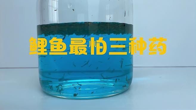 哪些藥物對特定魚種禁用 哪些藥物對特定魚種禁用 龍魚百科 第7張
