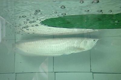 金龍魚一千萬（世界上最貴的紅金龍魚價(jià)值580萬元人民幣580萬元）