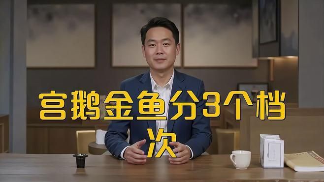 賽級金魚屬于什么檔次
