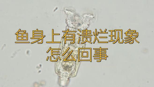 龍魚爛身病有哪些常見原因？