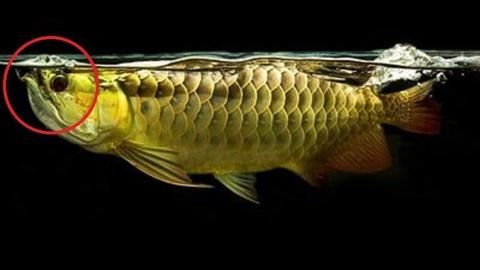 金龍魚總張嘴什么原因引起的：金龍魚總張嘴可能有多種原因，詳細解釋金龍魚總張嘴可能有多種原因