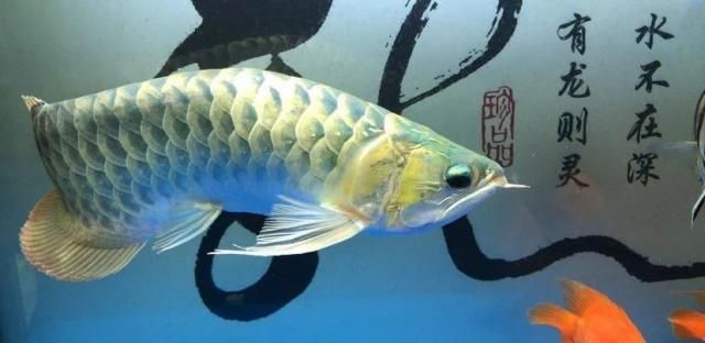 申古一型孔雀龍魚（孔雀龍魚的飼養技巧）