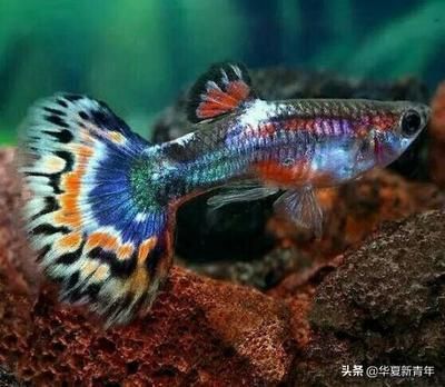申古一型孔雀龍魚（孔雀龍魚的飼養技巧）