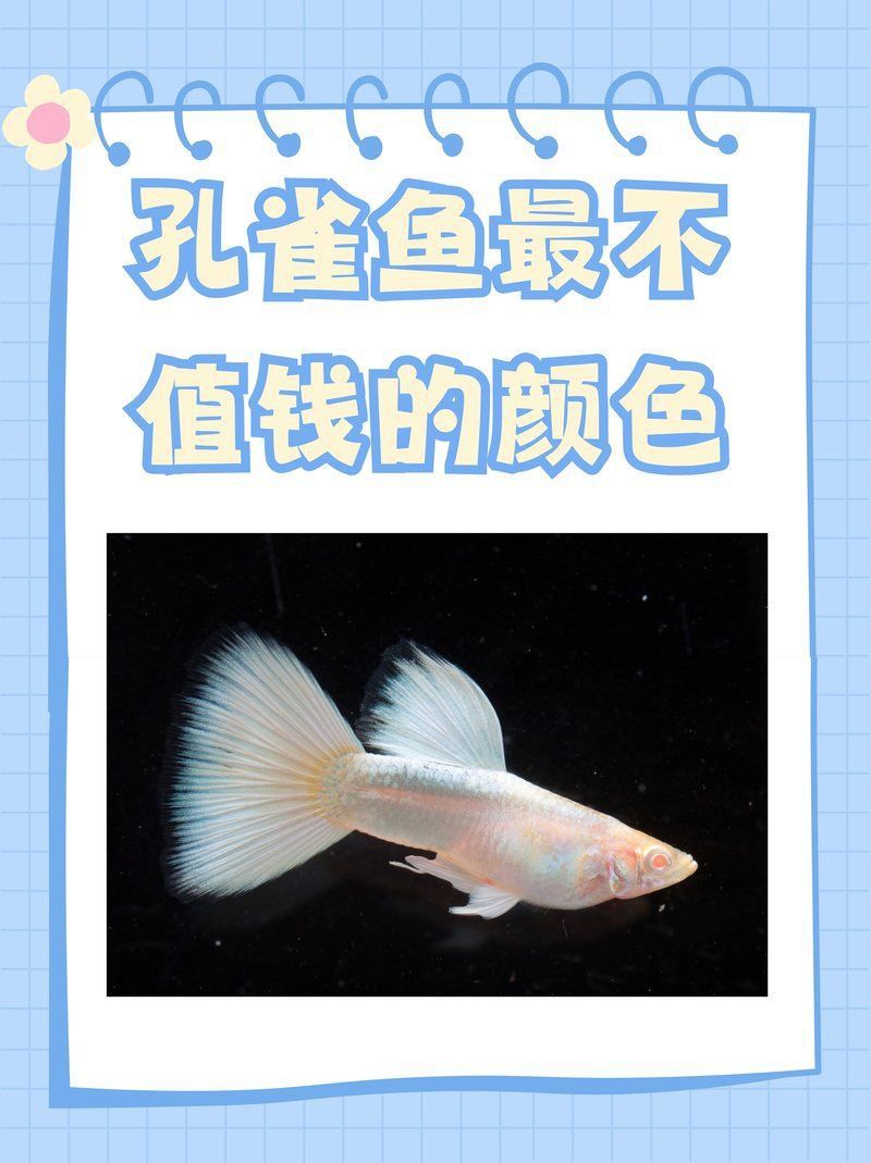 孔雀魚最不值錢的顏色