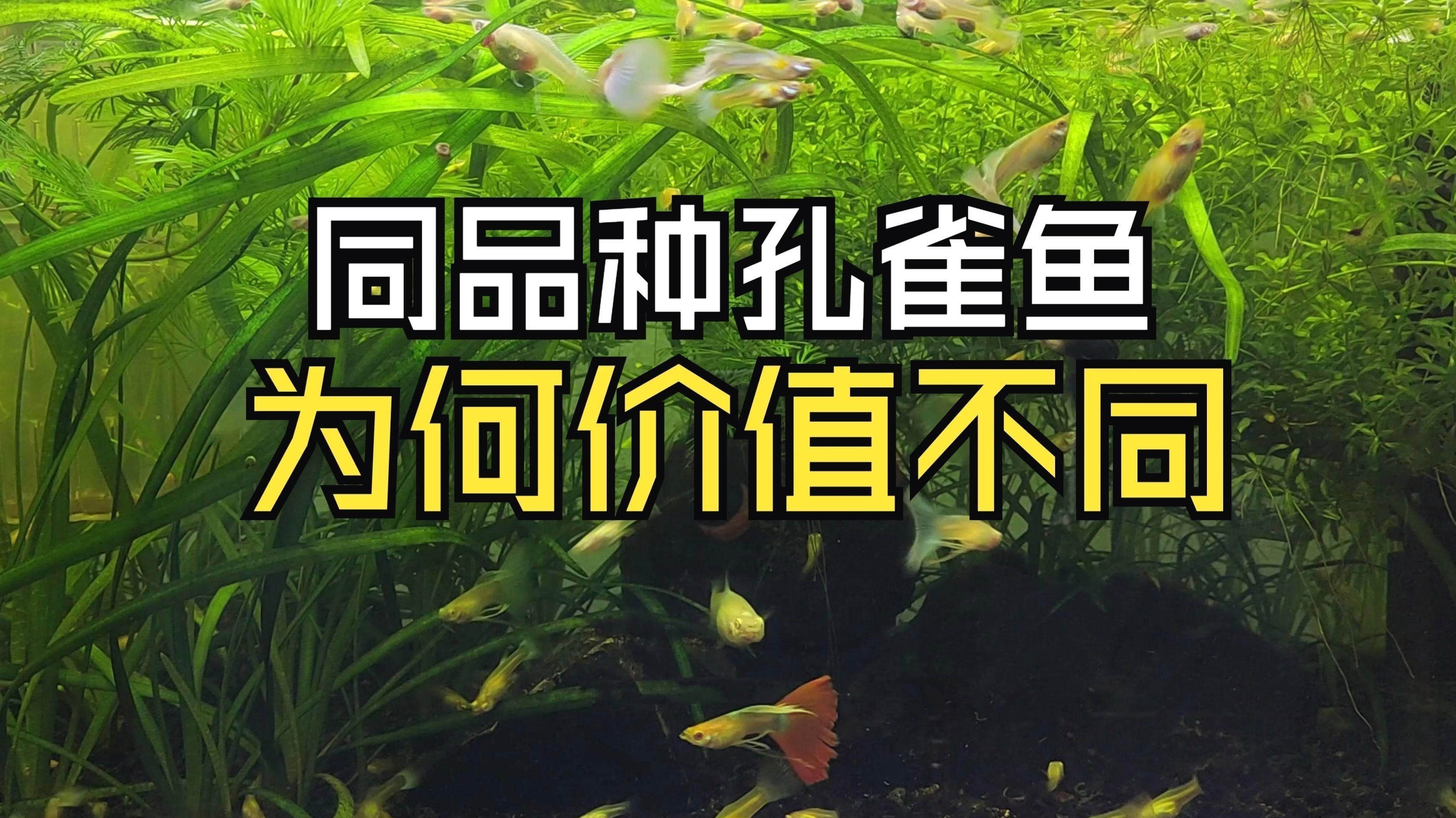 孔雀魚最不值錢的顏色
