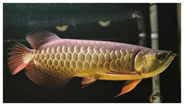 青龍魚可以長多大：青龍魚的體長和生長潛力受到哪些因素的影響