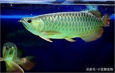 雪龍魚混養注意事項：雪龍魚混養的注意事項