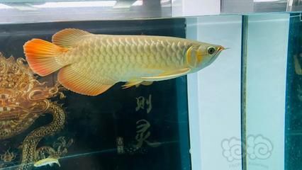 龍魚在什么時候換水最好：龍魚換水的最佳時間并沒有一個固定的答案